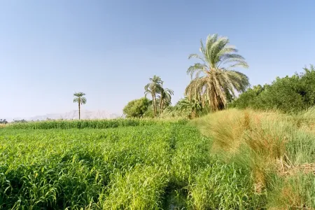 Tour all'Isola delle Banane a Luxor